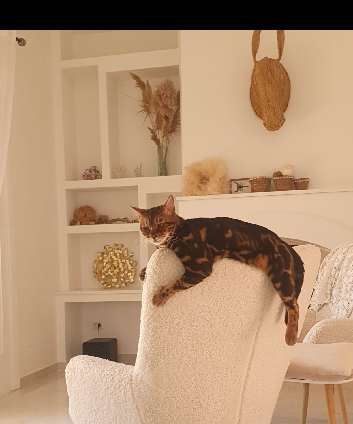 Bengalkatze auf dem Bouclé-Sessel