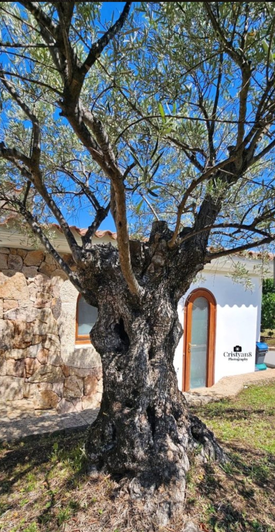 Jahrhundertealter Olivenbaum vor der Villa